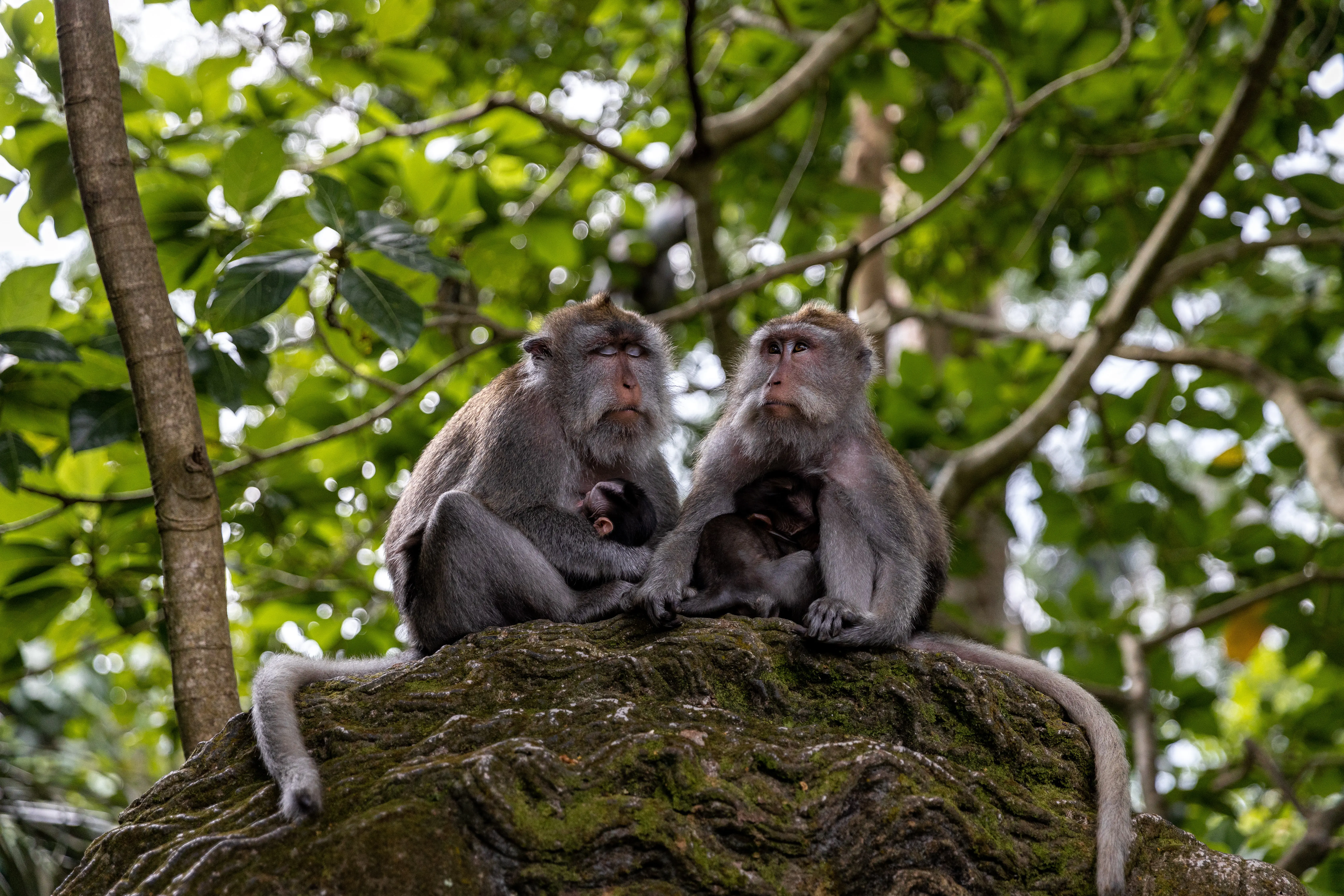 Monkey Forest in Bali