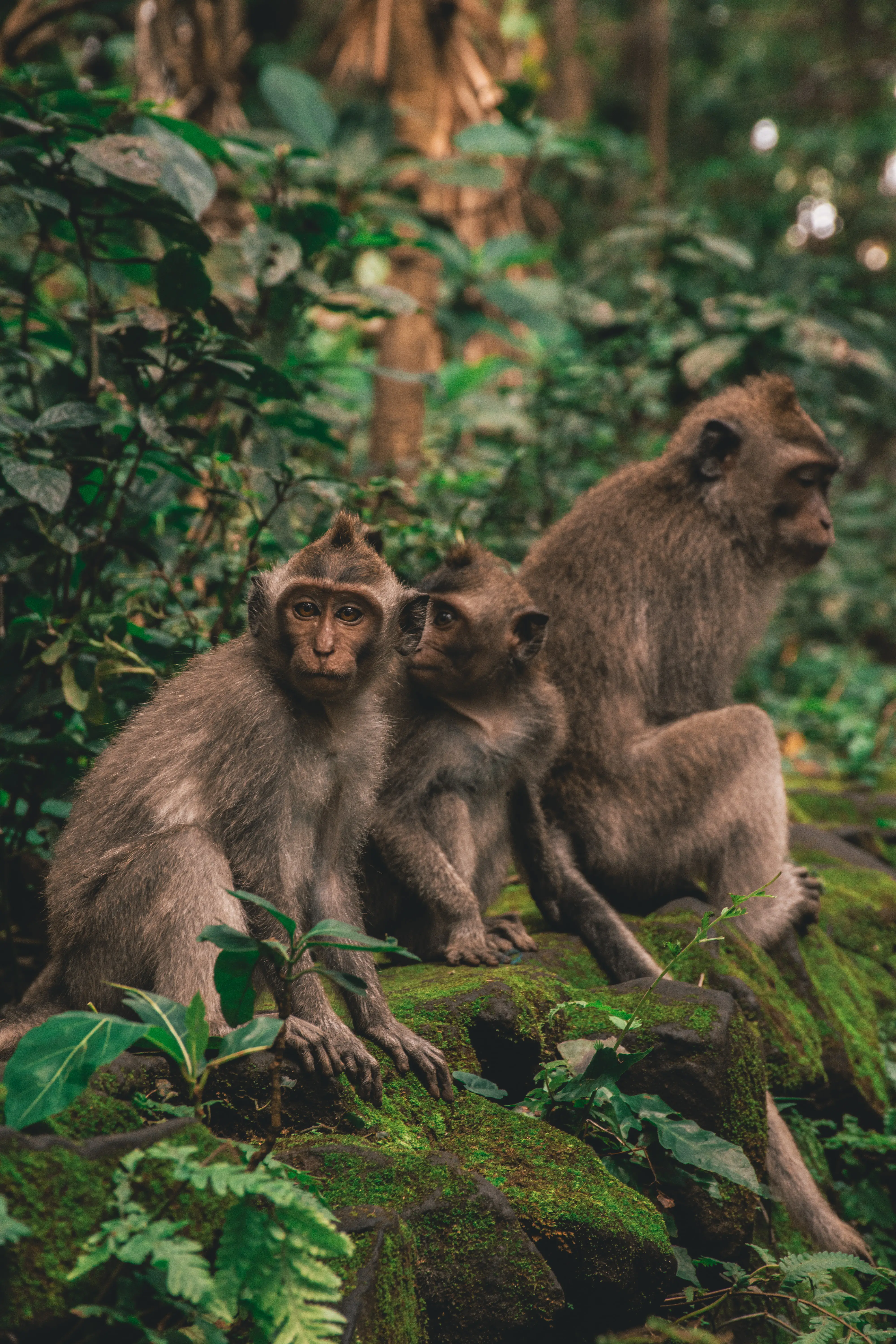 Visit to the Monkey Forest in Ubud, Bali