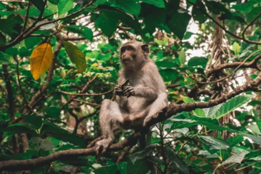 Visiting the Sacred Monkey Forest in Bali