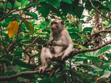 Visiting the Sacred Monkey Forest in Bali