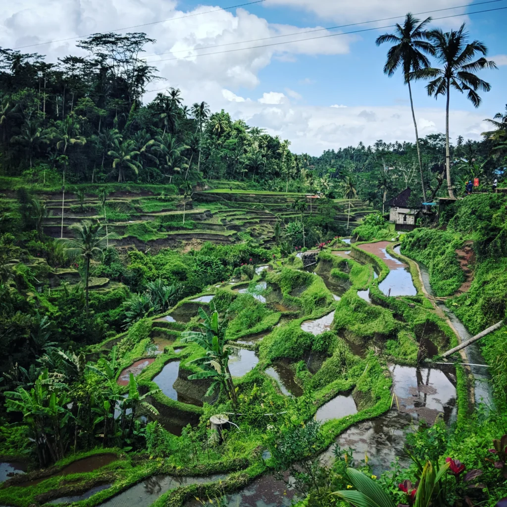 Best Rice Terraces in Ubud and Bali