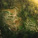 Guide to Tegallalang and Ceking Rice Terrace in Bali, Indonesia
