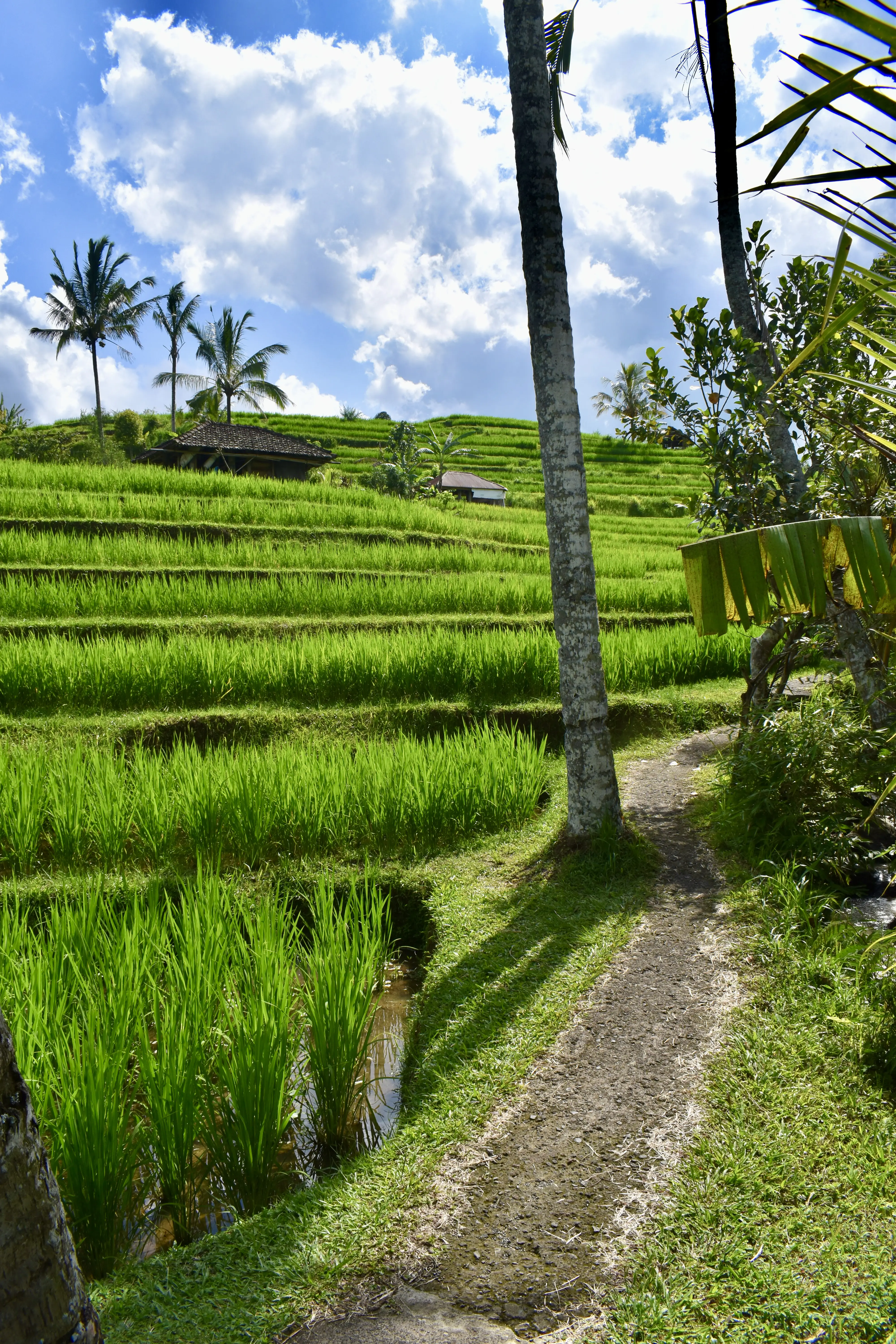 Hiking Trail in Jatiluwih Rice Terraces