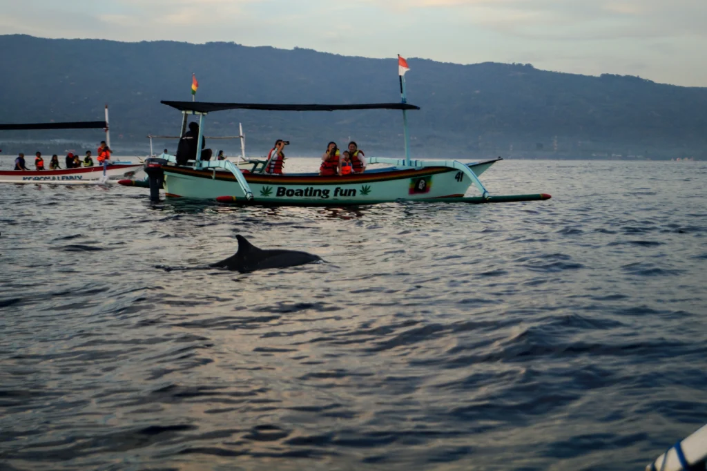 Dolphins in Lovina, Bali