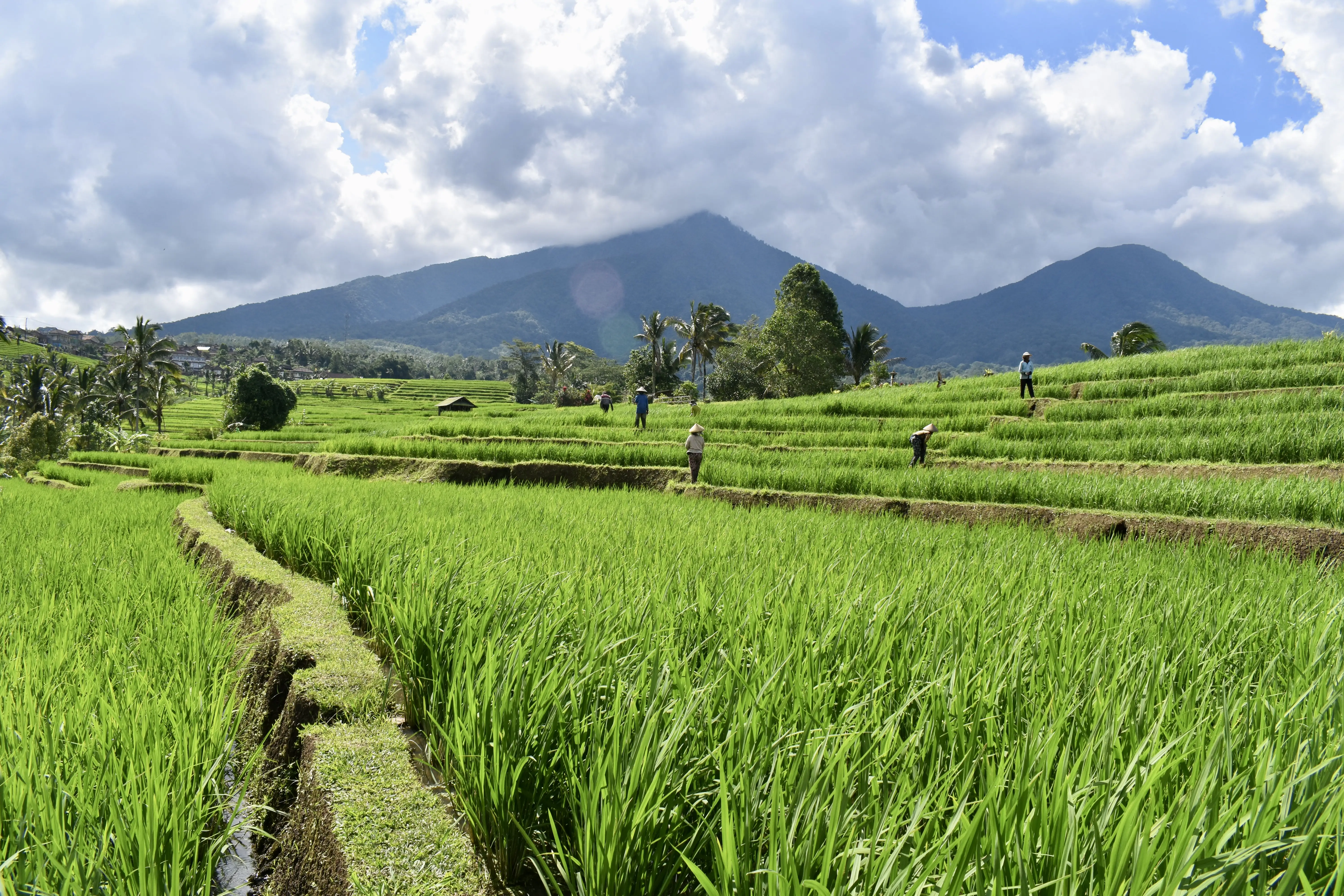 Rice Farmers and Subak in Jatiluwih, Bali