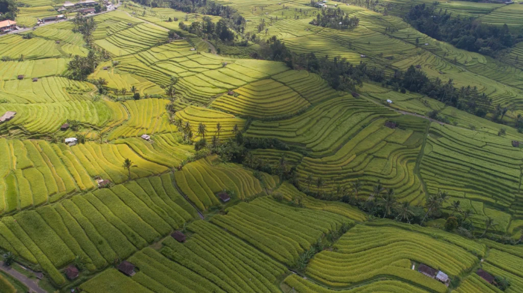 Jatiluwih Rice Terraces, Unesco World Site Heritage