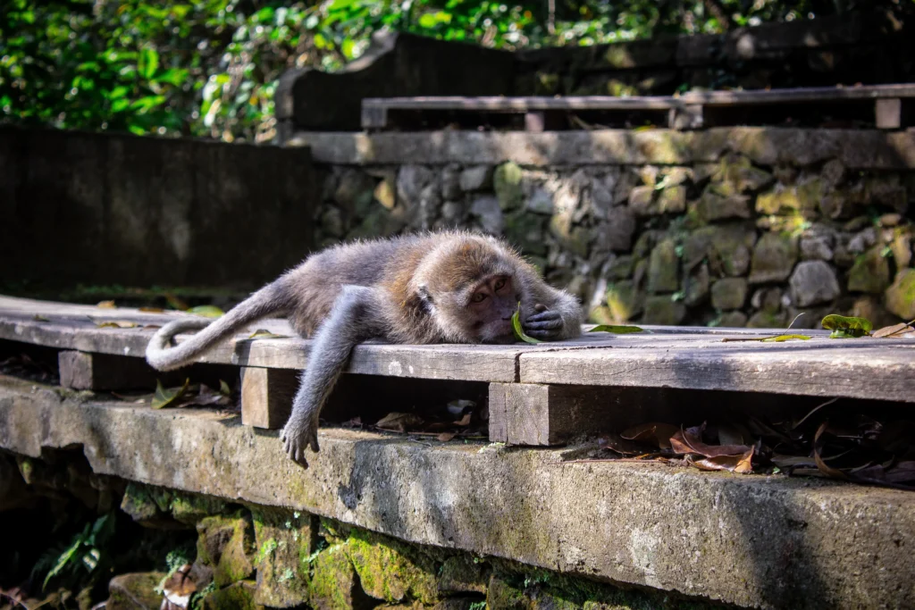 Sacred Monkey Forest in Ubud, Bali