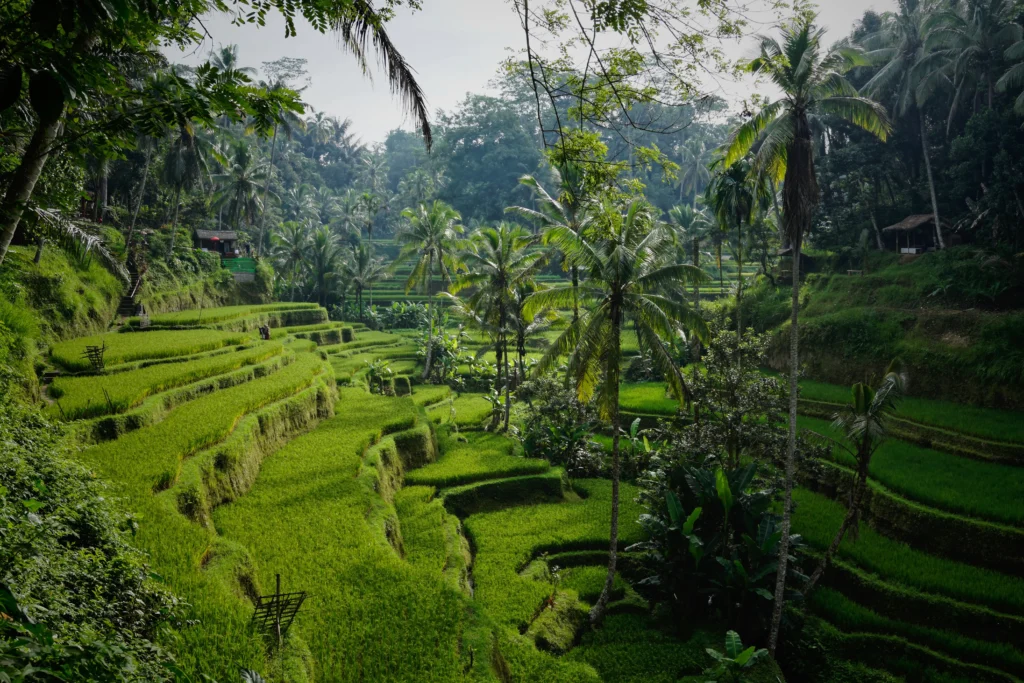 Tegallalang Rice Fields and Terraces in Bali