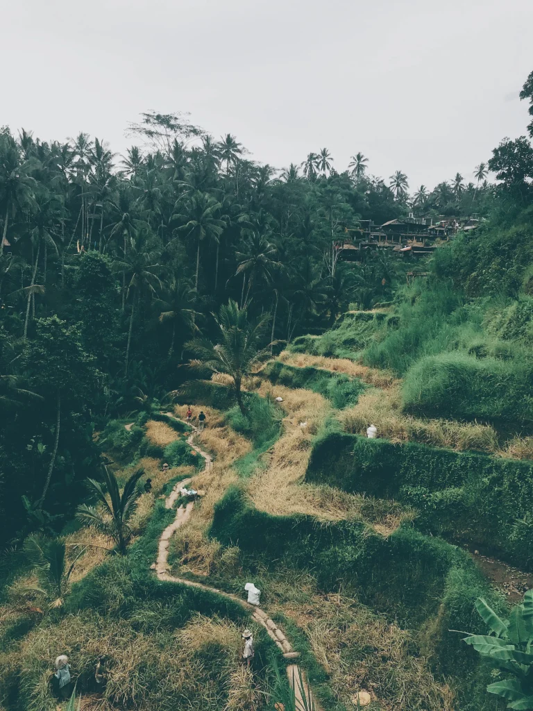 Unesco Site: Tegallalang Rice Terrace, Bali