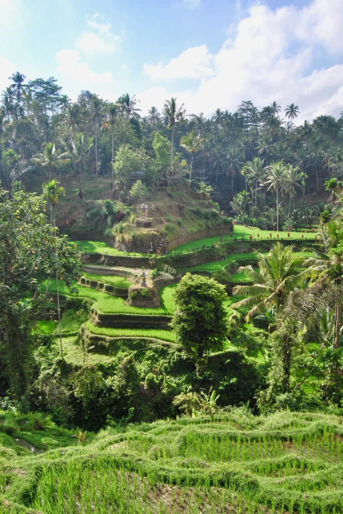 Tegallalang Rice Terraces, Bali