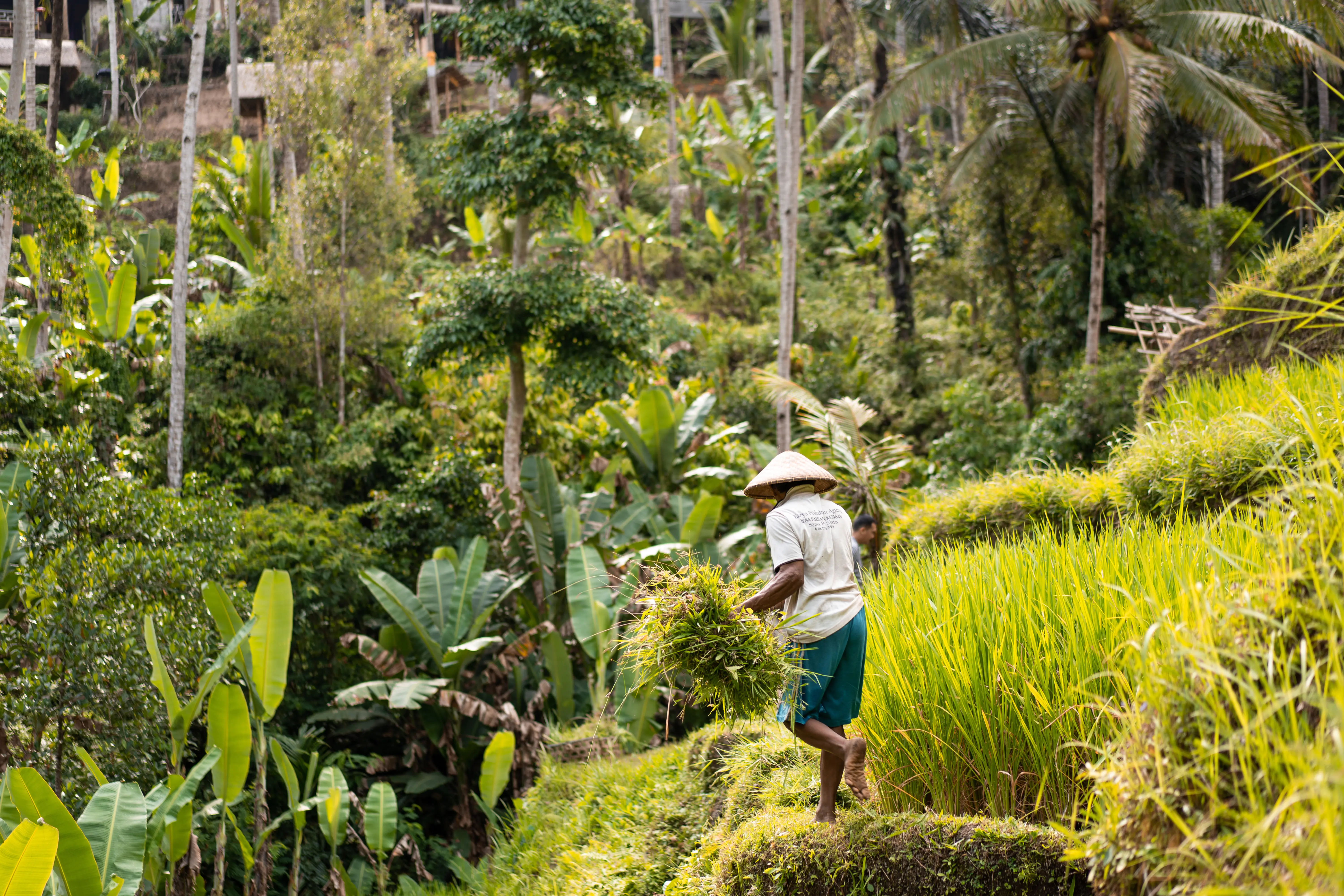 things to do in Ubud, Bali