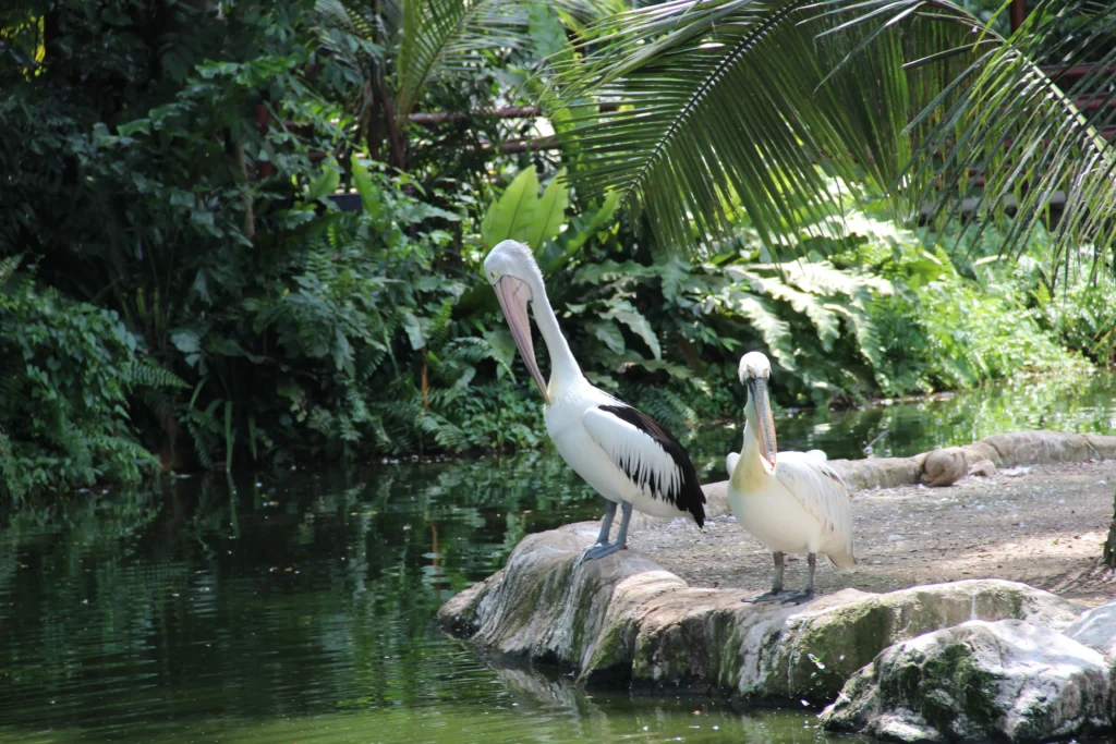 Visit Bali Bird Park