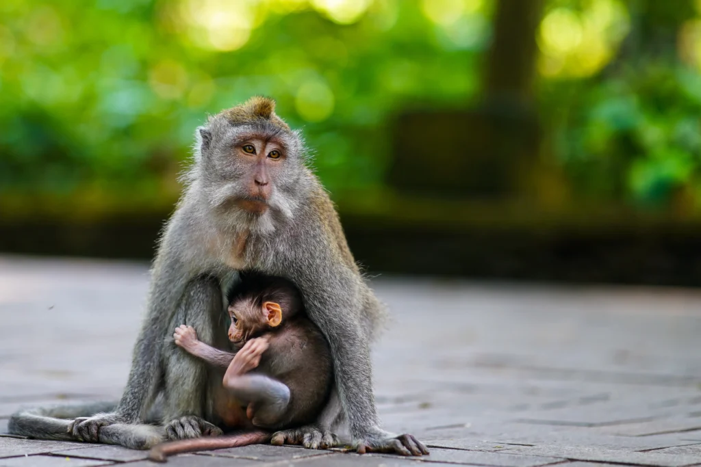 Visit Monkey Forest in Ubud, Bali