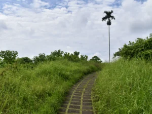 Campuhan Ridge Walk Trail