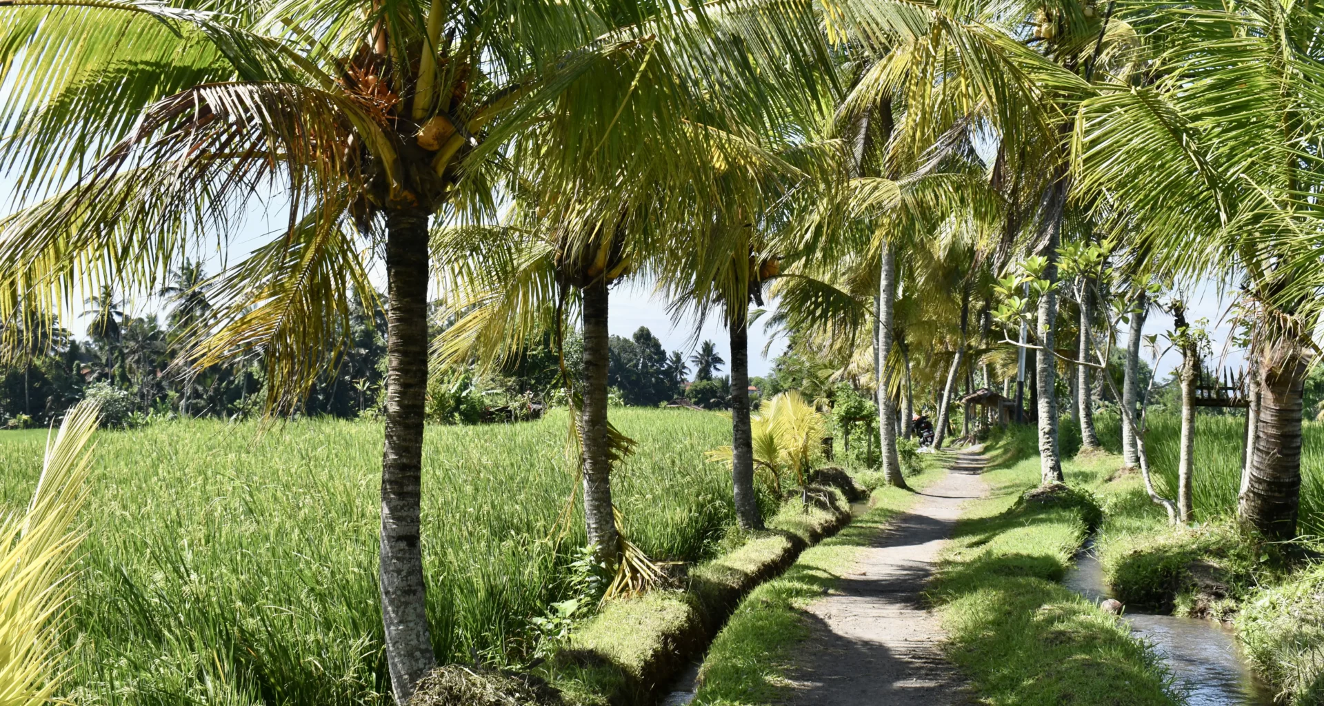 Best Hiking trails with rice terraces in Ubud, Bali