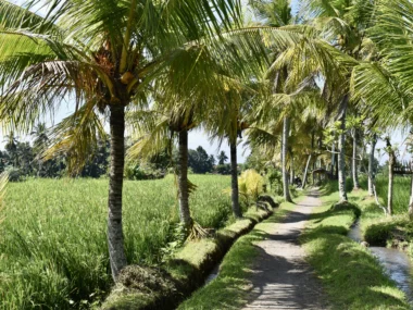 Best Hiking trails with rice terraces in Ubud, Bali