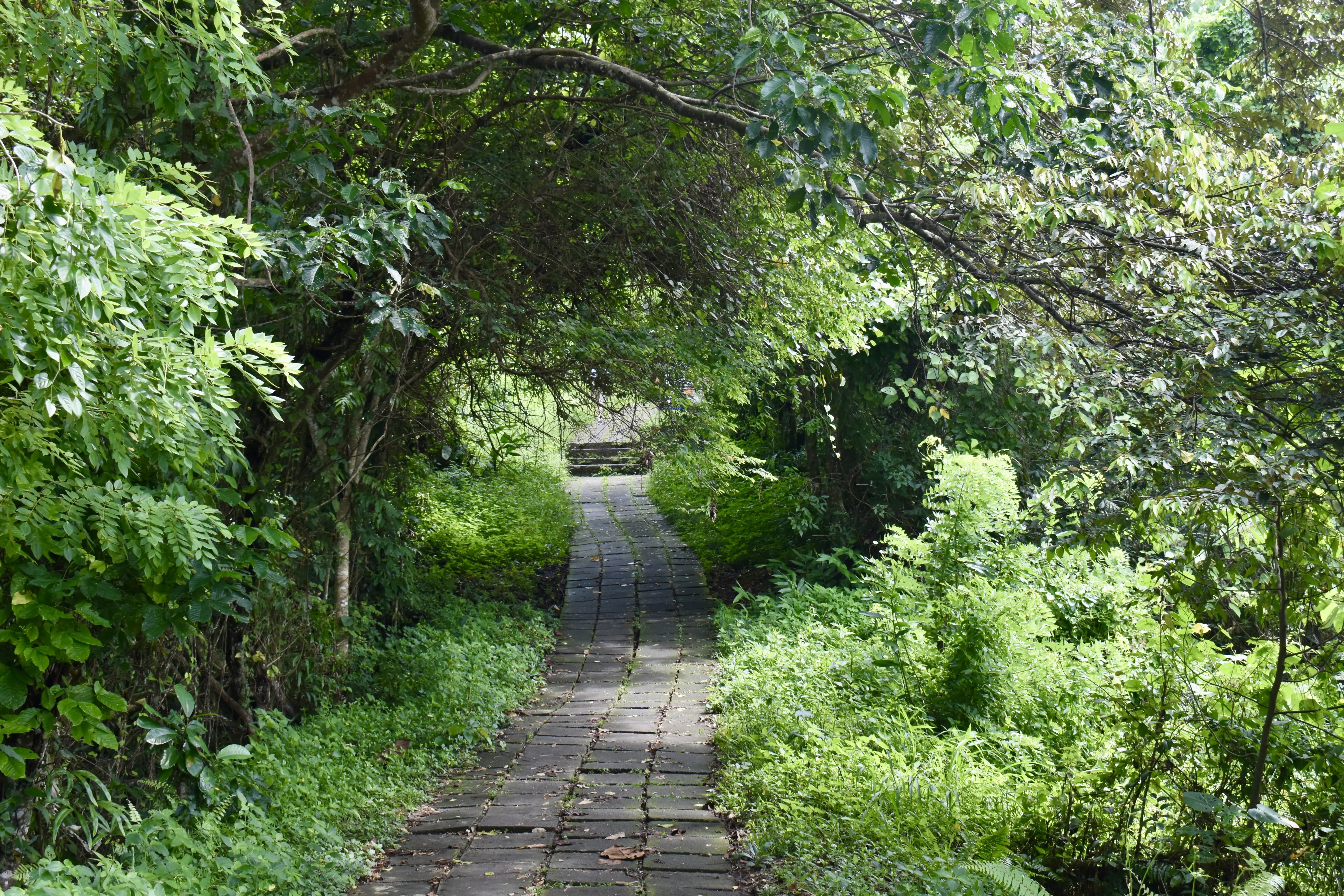 Campuhan Hiking trail in the Jungle