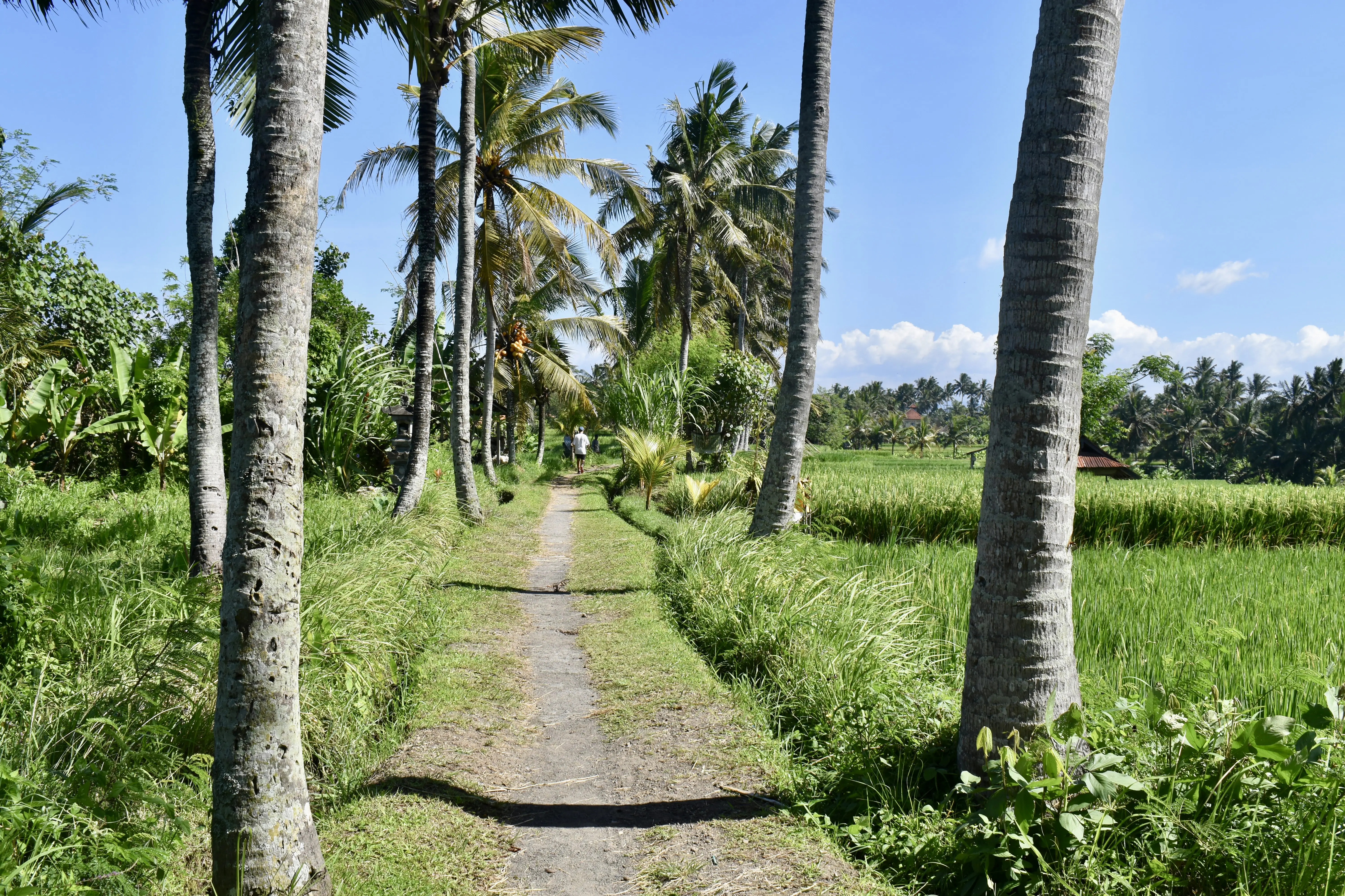 Kajeng Walk with rice terraces