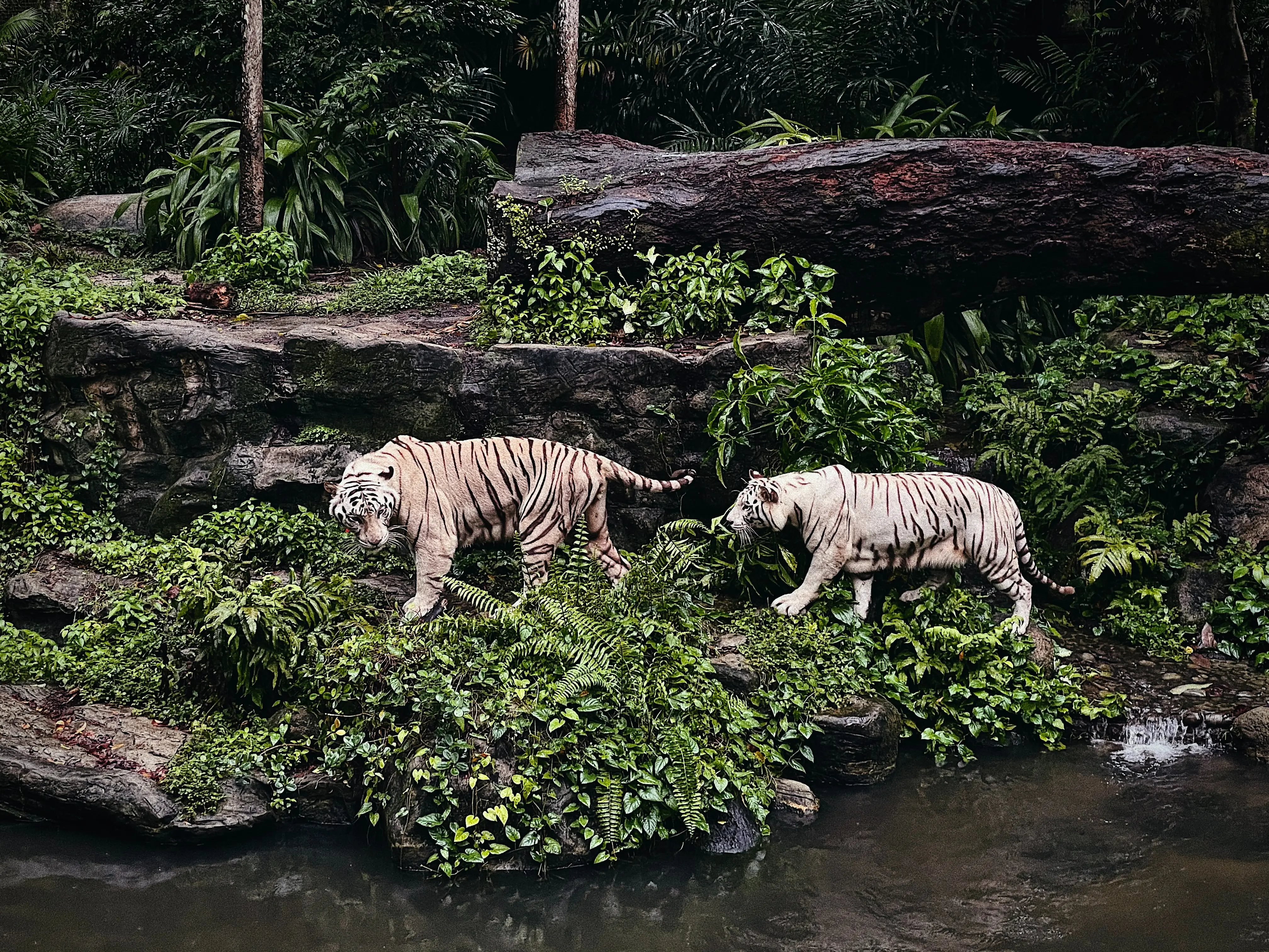 3-day trip to Singapore: the Zoopark