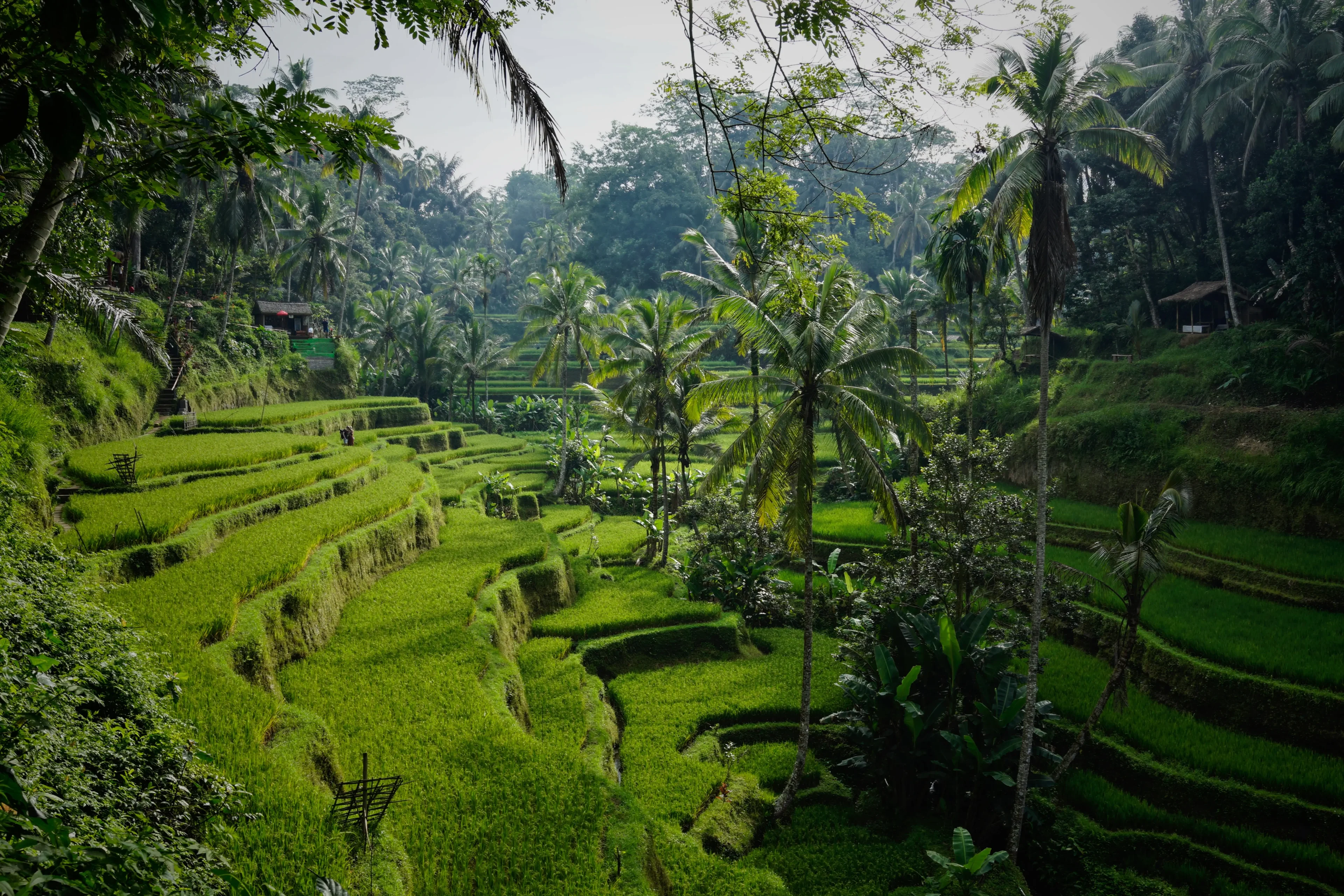 14-day itinerary in Bali with Tegallalang Rice Terrace