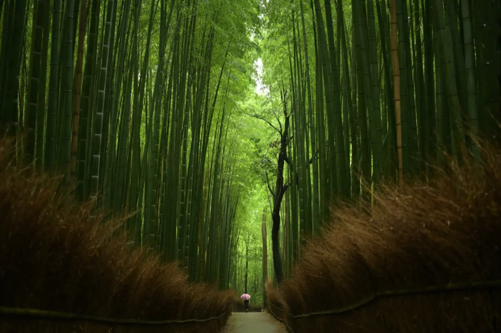 to do in kyoto arashiyama
